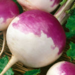 purple top turnips